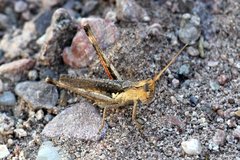 Acantherus piperatus