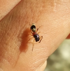 Emertonius exasperans