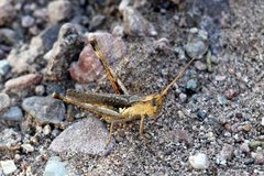 Acantherus piperatus