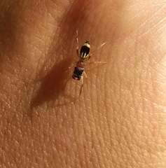 Emertonius exasperans