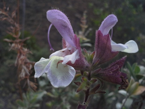 Salvia dolomitica, photograph 4