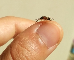 Emertonius exasperans