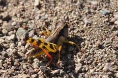 Boopedon flaviventris