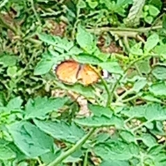 Hypolimnas misippus