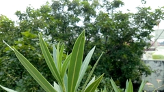 Nerium oleander
