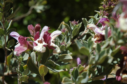 Image of Salvia dolomitica by no rights reserved