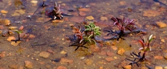 Oxalis stokoei