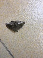 Lepidoptera
