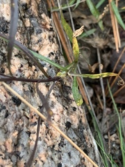 Campanula intercedens