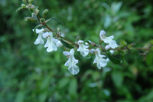 Image of Forest Woundwort by no rights reserved