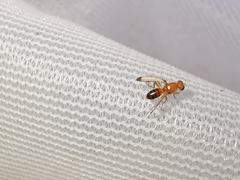 Geomyza balachowskyi