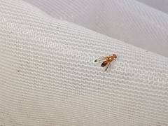 Geomyza balachowskyi