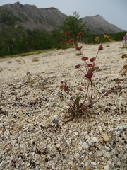 Bupleurum triradiatum