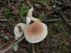 Cystoderma carcharias