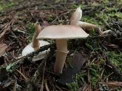 Cystoderma carcharias