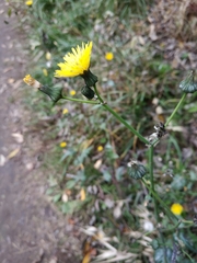 Sonchus oleraceus