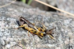 Acantherus piperatus