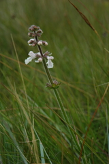 Stachys simplex