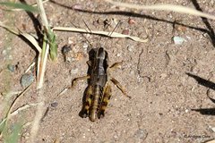 Boopedon flaviventris