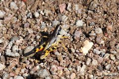 Boopedon flaviventris