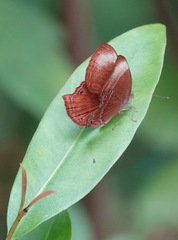 Abisara saturata