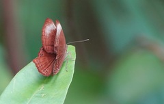 Abisara saturata