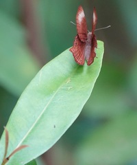 Abisara saturata