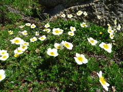 Sieversia pusilla