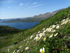 Sieversia pusilla
