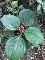 Miconia platyphylla