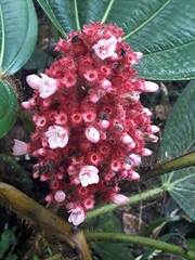 Miconia platyphylla