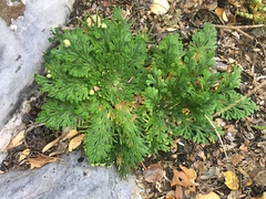 Selaginella novoleonensis