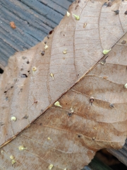 Caryomyia inclinata