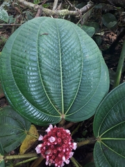 Miconia platyphylla