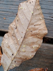 Caryomyia inclinata