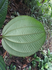 Miconia platyphylla