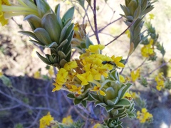 Lasiosiphon burchellii