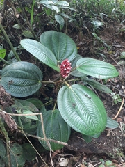 Miconia platyphylla