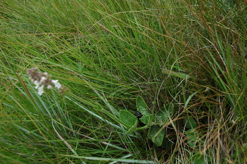 Image of Stachys simplex by no rights reserved