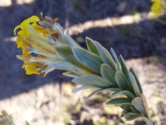 Lasiosiphon burchellii