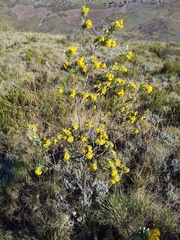 Lasiosiphon burchellii