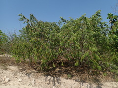 Xylopia aromatica