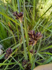Juncus lomatophyllus