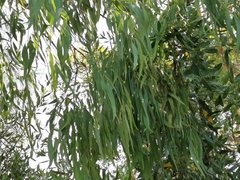 Eucalyptus dorrigoensis