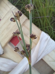 Juncus lomatophyllus