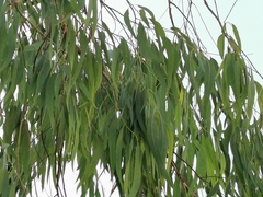 Eucalyptus dorrigoensis