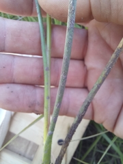 Juncus lomatophyllus