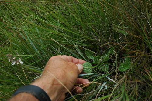 Image of Stachys simplex by no rights reserved