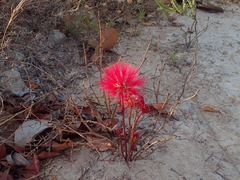 Calliandra longipes