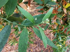 Eucalyptus dorrigoensis
